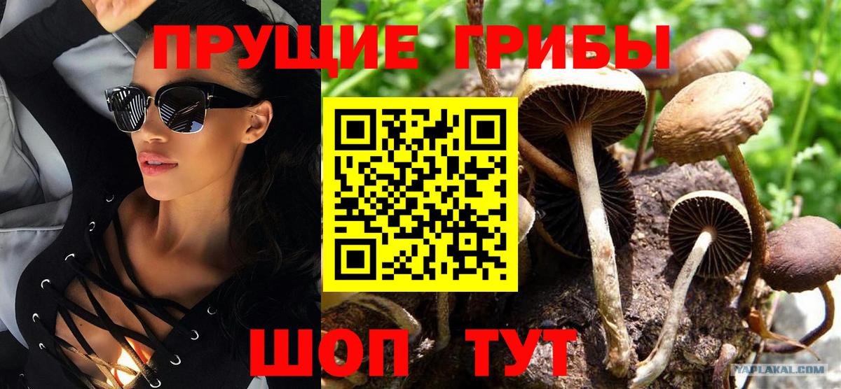 Псилоцибиновые грибы Psilocybe  Вход с VPN  дарнет шоп  Михайловск 